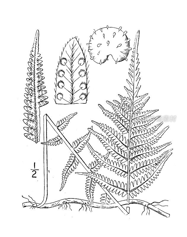 古植物学植物插图:Dryopteris Noveboracensis, New York Fern